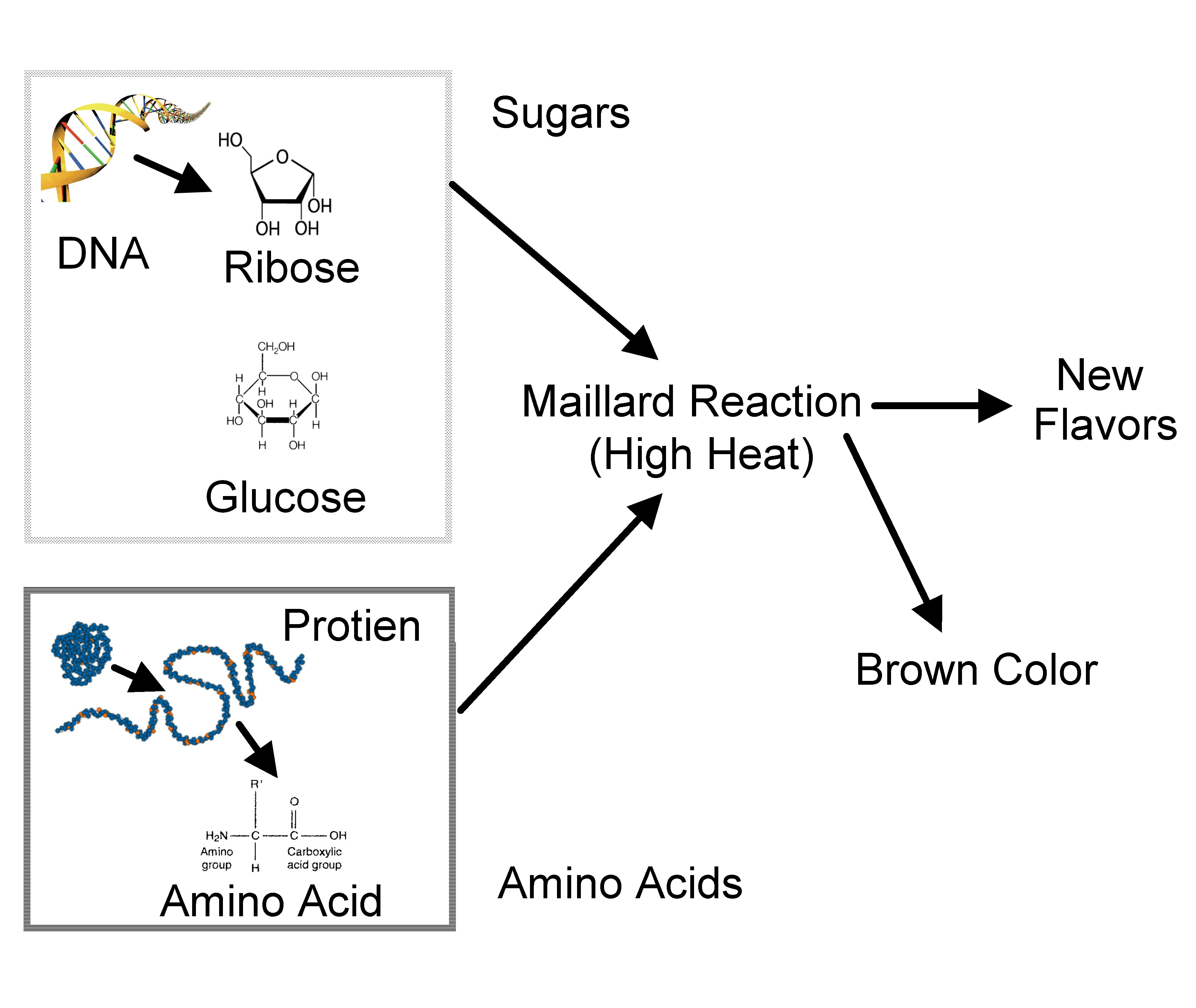 Maillard reaction; Browning Reaction; Food Browning