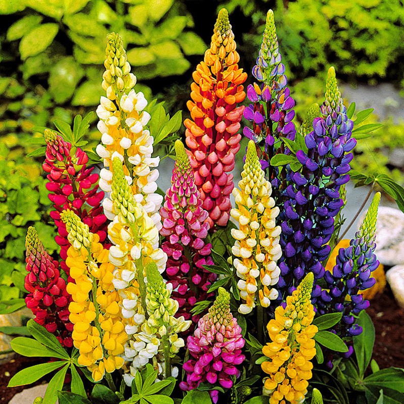 Lupin (Lupinus) Edifica