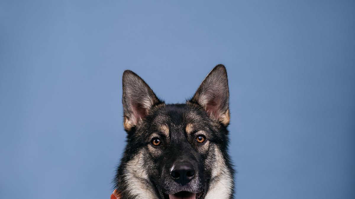 Meet the Dogs of Edmonton Franklin Edify.