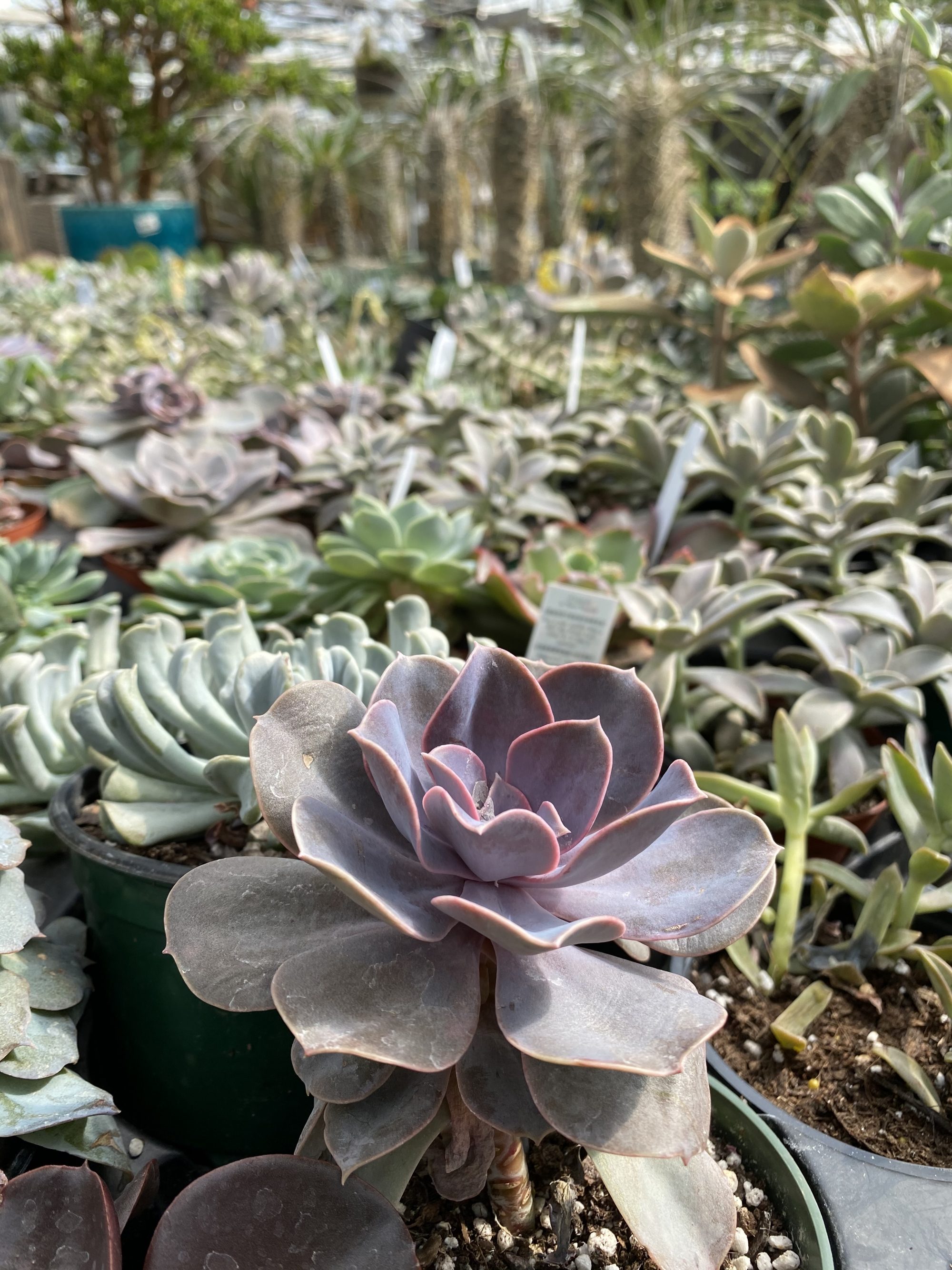 6 of Ed’s Favourite Greenhouses in and Around Edmonton Edify.