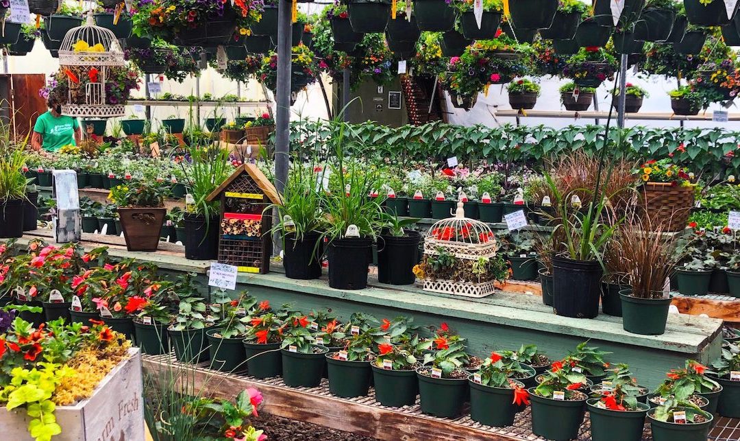 Edmonton Greenhouse Guide 2024 Time To Start Planting This May For Perennials Annuals Flowers