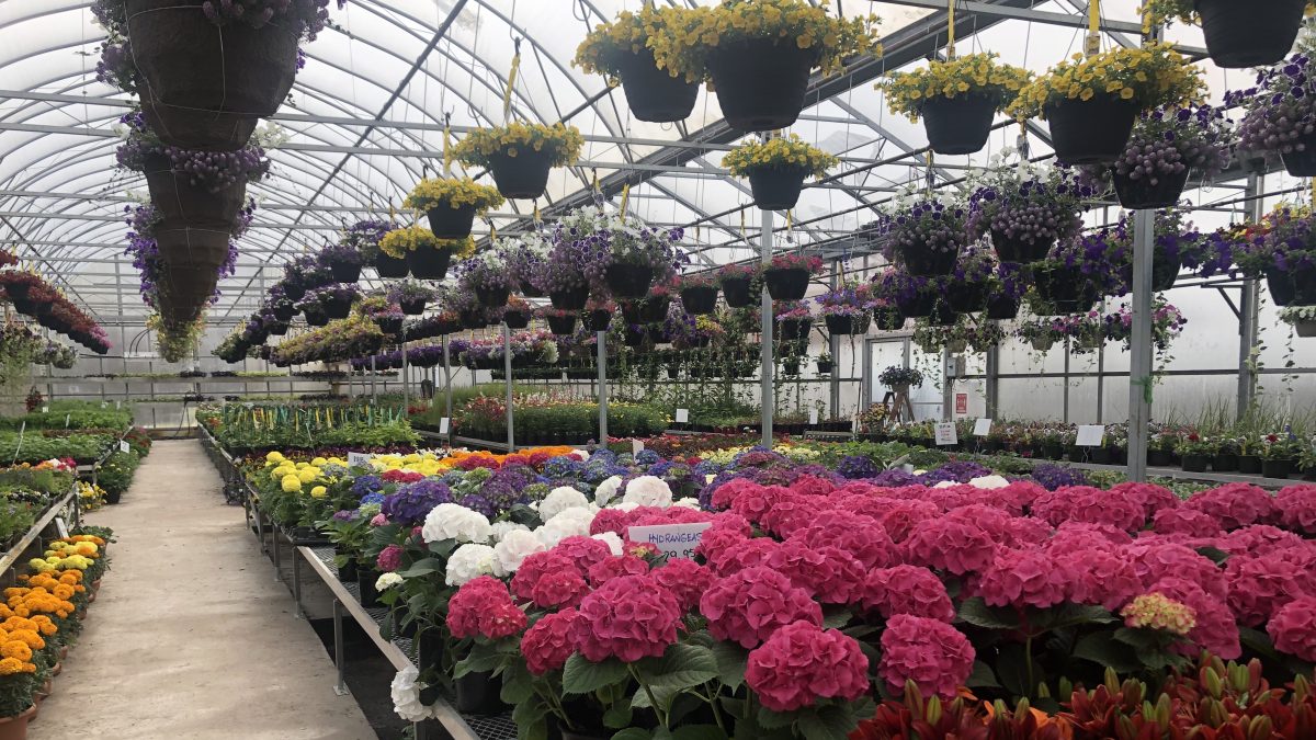 6 of Ed’s Favourite Greenhouses in and Around Edmonton Edify.