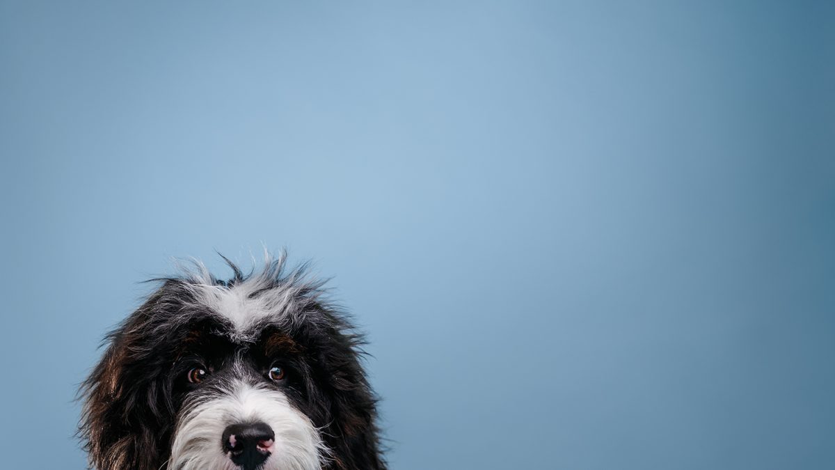 Meet the Dogs of Edmonton Lenard Edify.