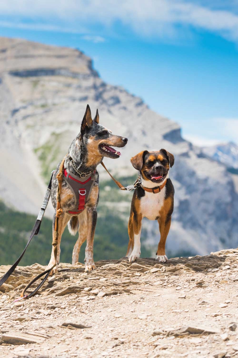 What to Know Before Going to the Mountains With Your Dog Edify.