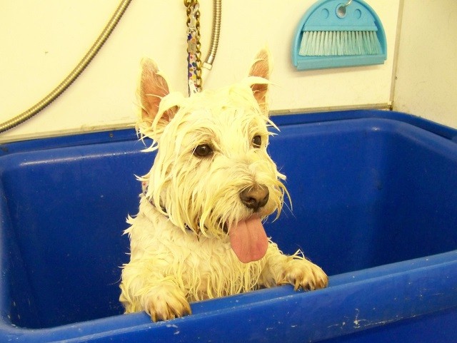 Mobile Pet Grooming Services In Laguna Hills