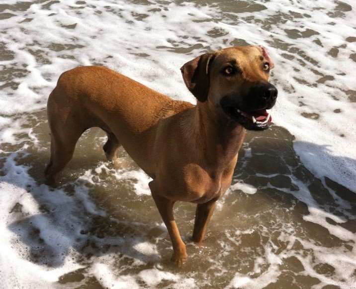 Edisto is Going to the Dogs