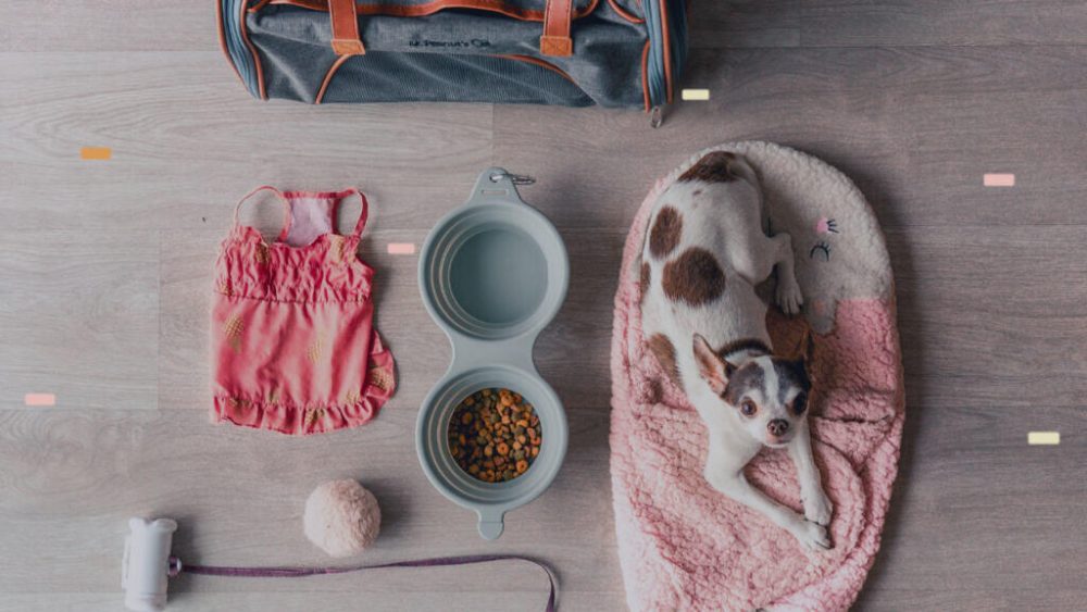 6 Best Pet Products You Should Buy Editorialge