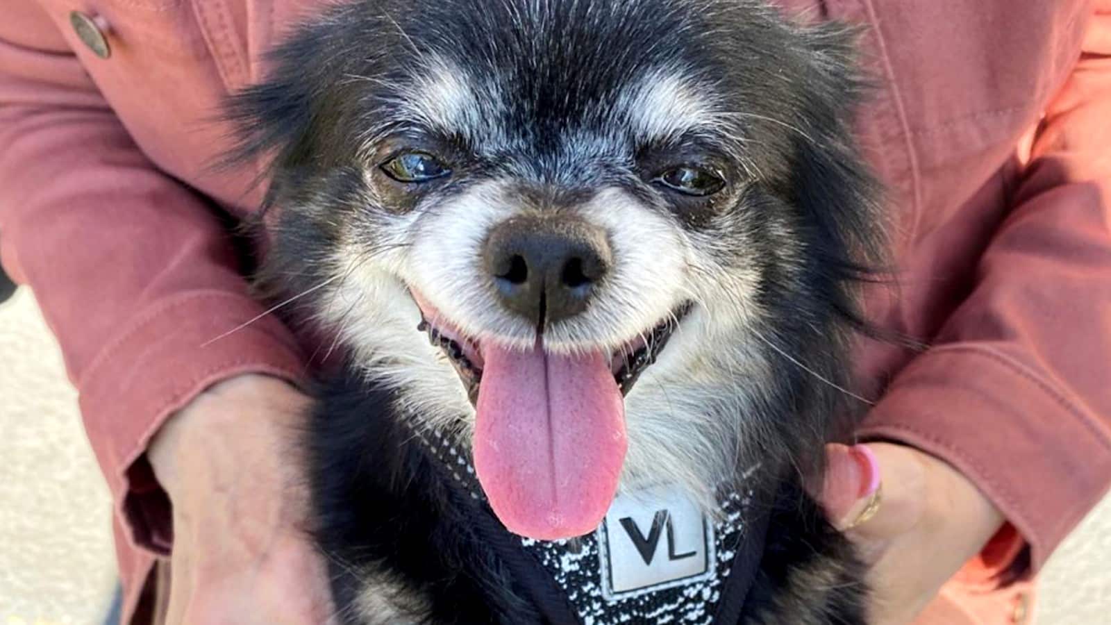 What happened to Pudgy from TikTok? Owner confirms viral ‘Owa Owa’ dog