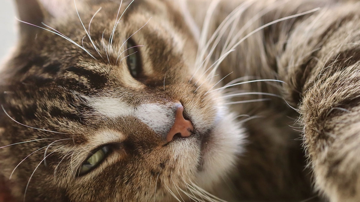 Das sind die beliebtesten Katzennamen 2020