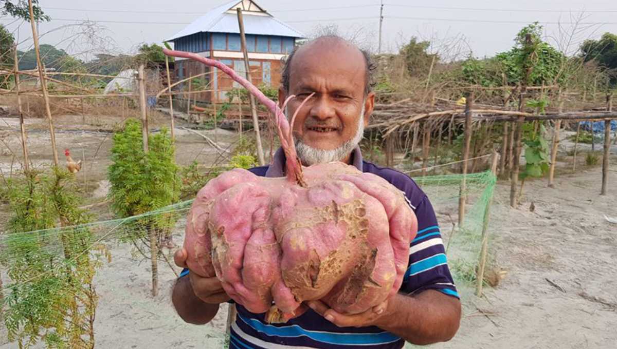 Bangladesh farmer grows worlds ‘biggest sweet potato
