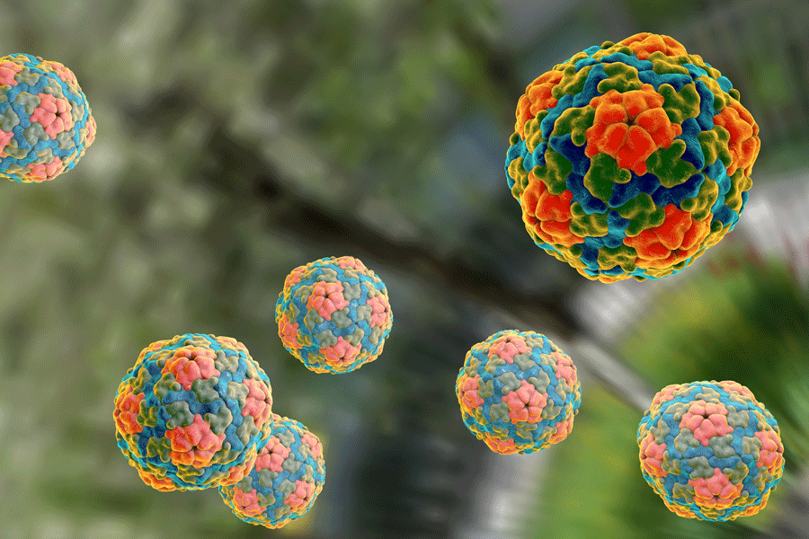 Hepatitis a virus and the origins of picornaviruses. Hepatitis A Is A Widespread Virus That Is Mostly Treatable