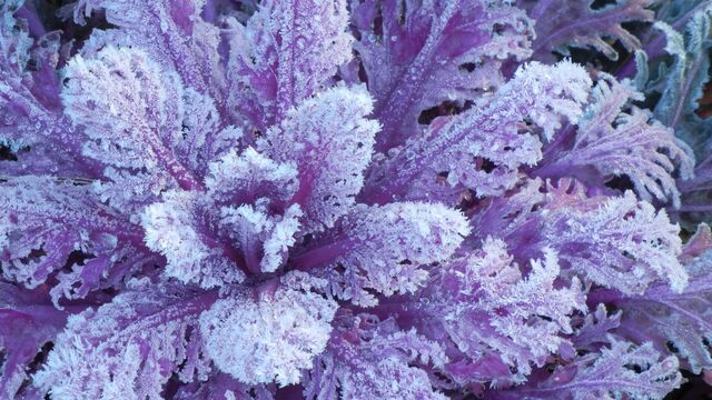 Easy Edmonds Winter Garden Tasks