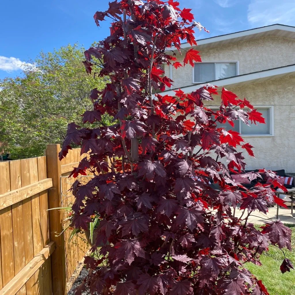 11 BEST SMALL (UNIQUE) TREES FOR ALBERTA YARDS Edmonton Arborist