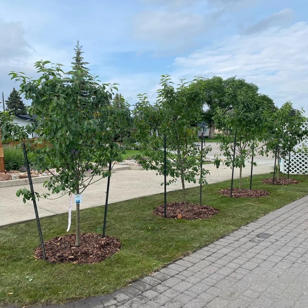 EDMONTON TREE PLANTING Edmonton Arborist