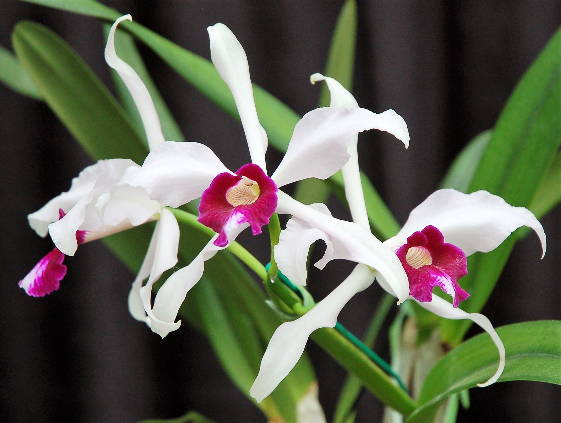 Orchid Species Preservation Foundation Annual Orchid Show Edmonton