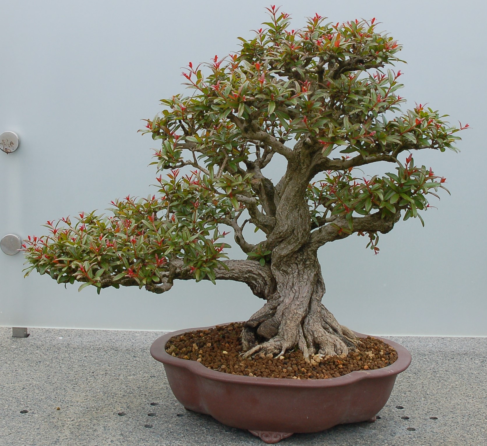 Edmonton Bonsai Exhibition Edmonton Horticultural Society