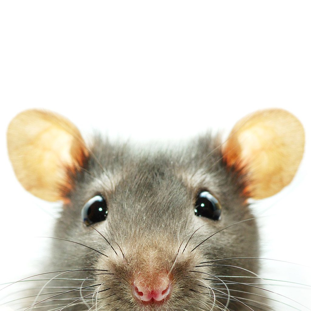 Edmonton RV Mouse Rodent Proofing Edmonton RV Service