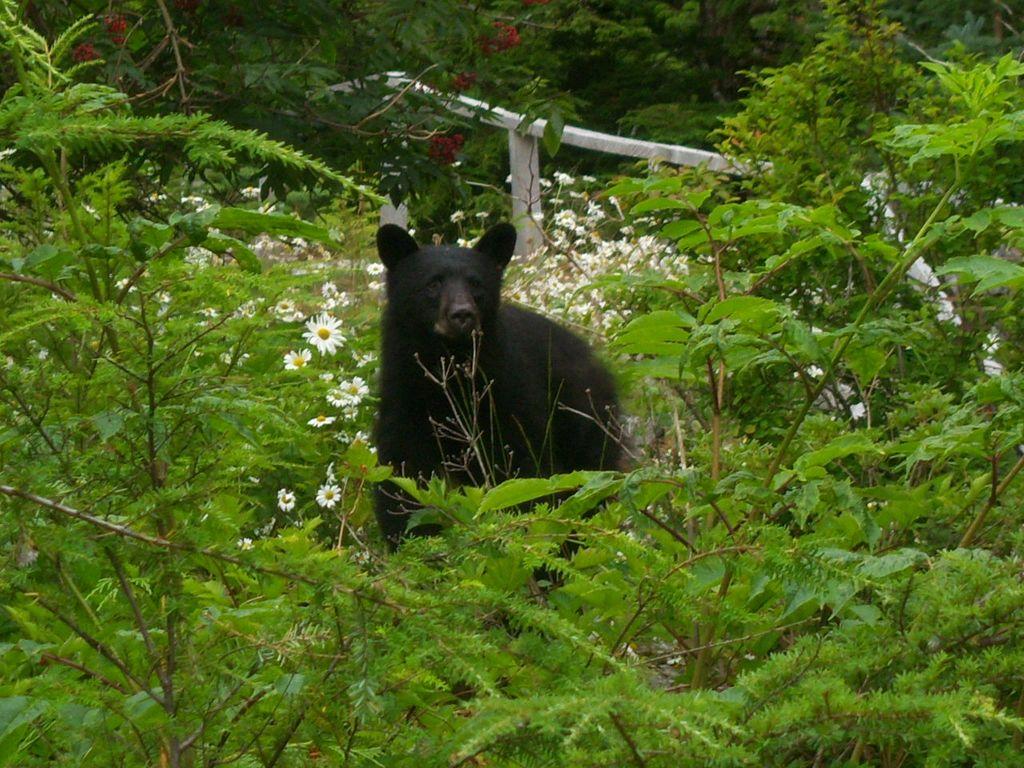 Edna Bay Alaska Realty