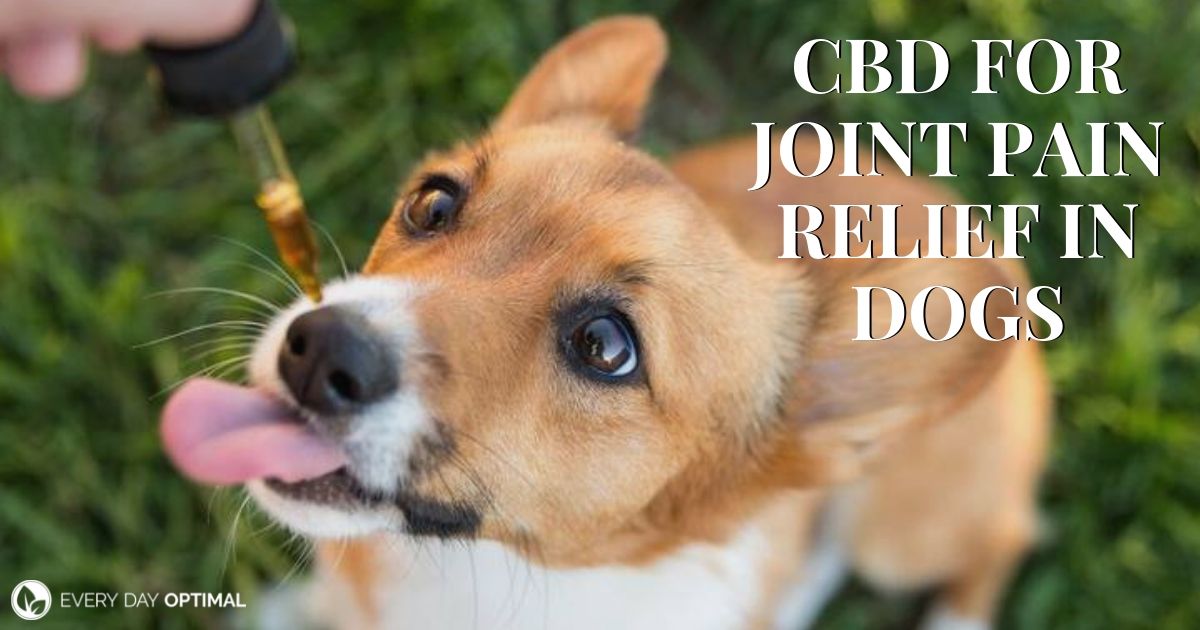 The Complete Guide to CBD for Joint Pain Relief in Dogs