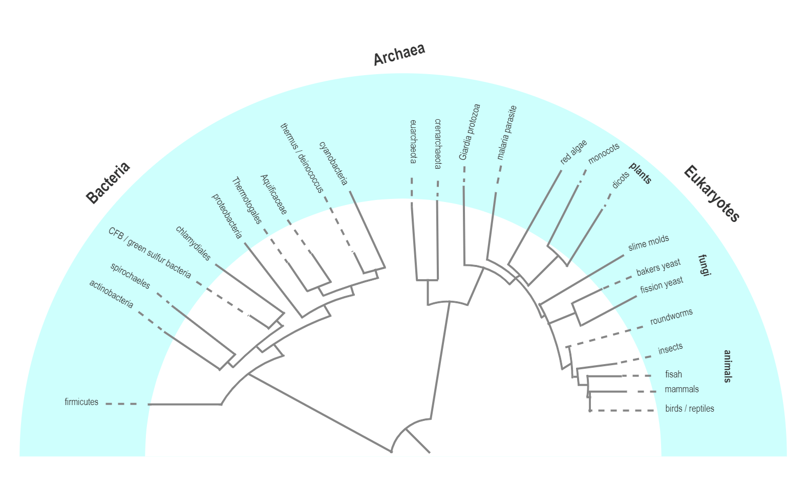 Life Phylogenetic Tree Simplified | EdrawMax Templates