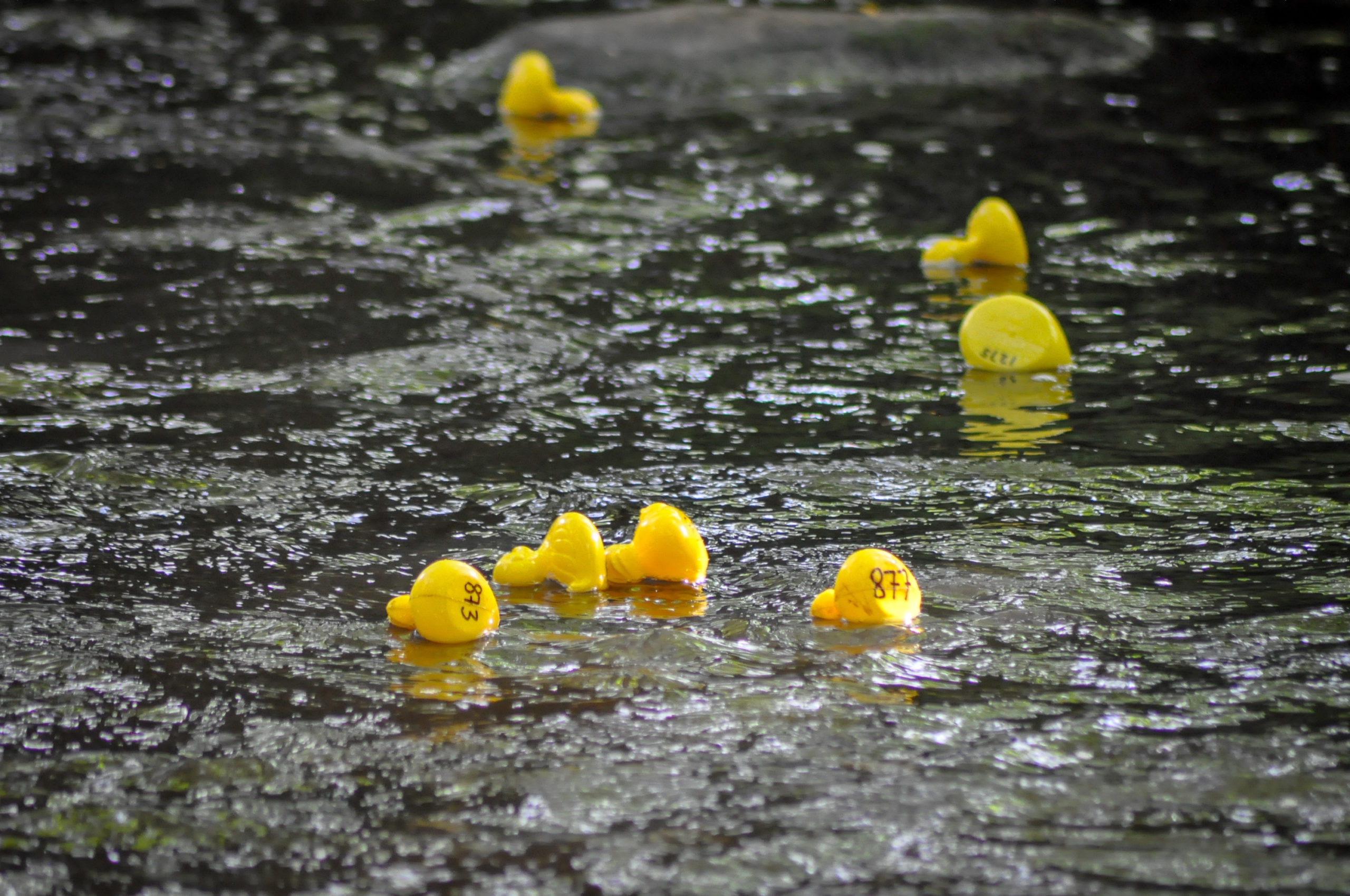 History of the Rubber Ducky Mr. Mault's Marketplace