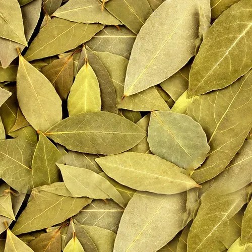 Bay Leaf Farming cultivation in India