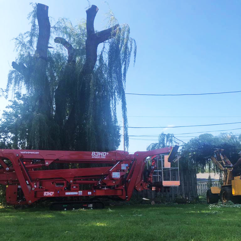 TREE REMOVAL