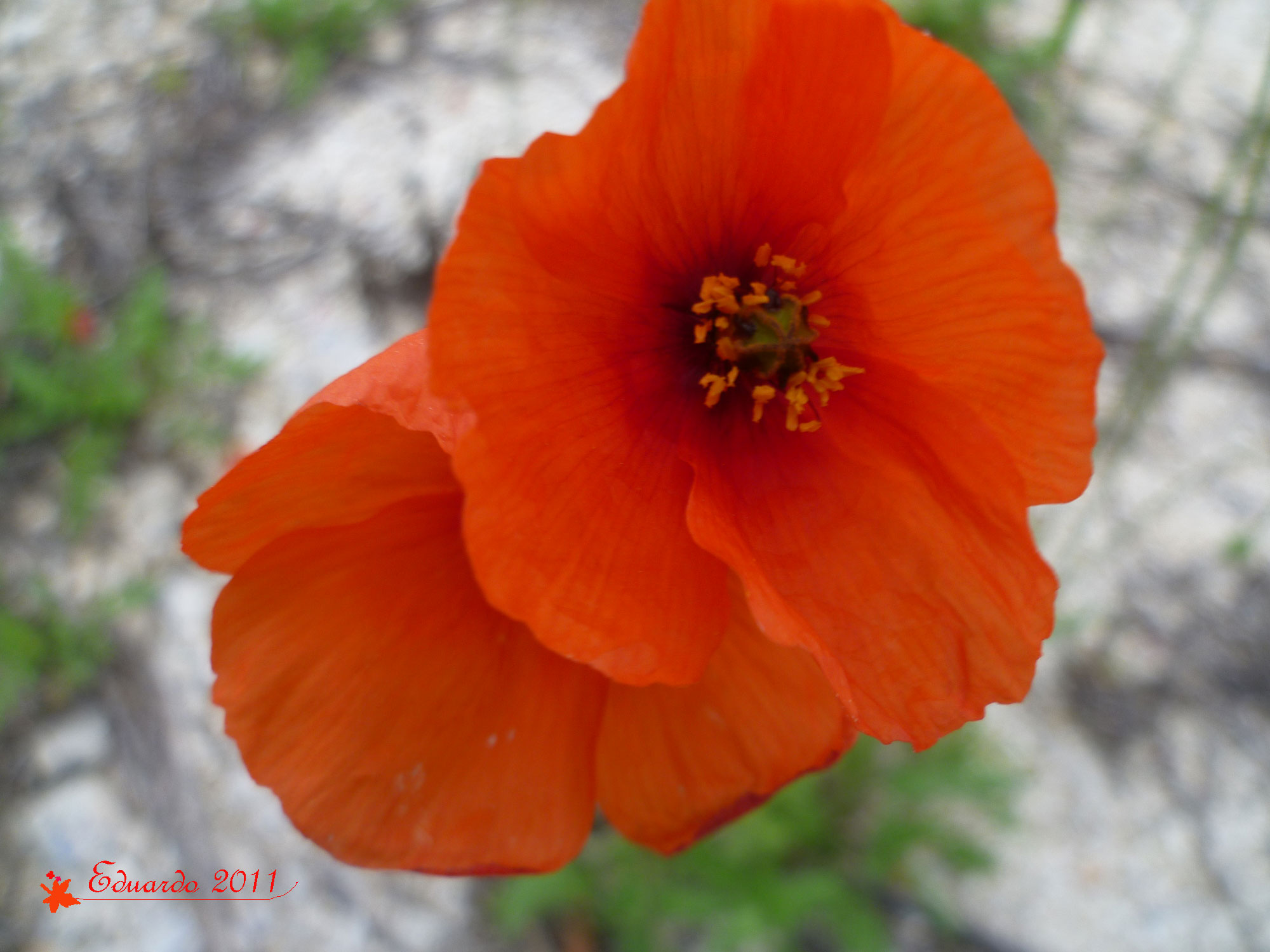 Amapola « edubellver