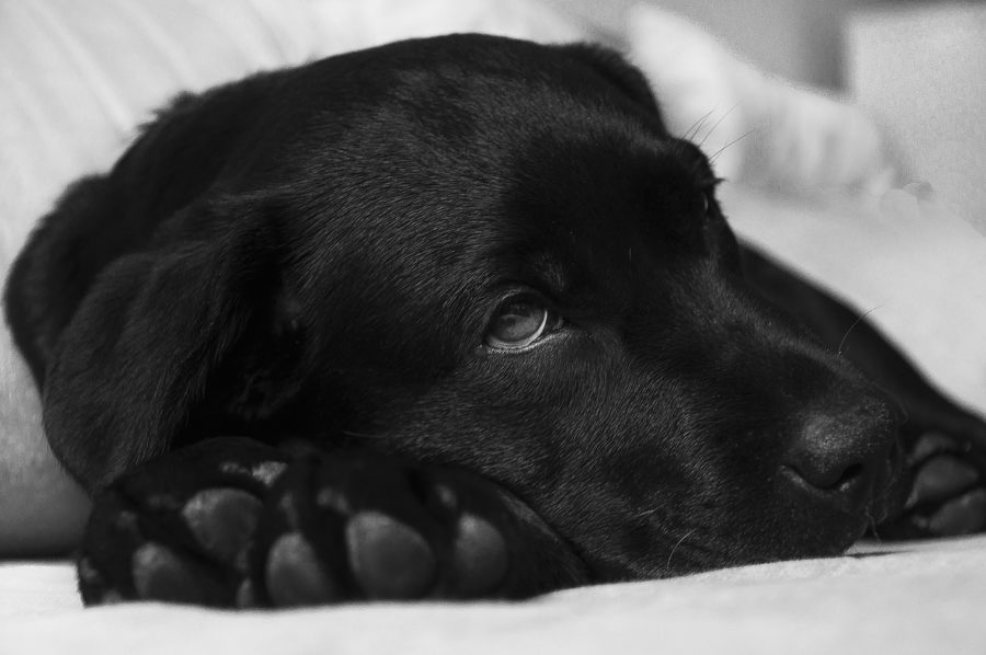 Chocolat, attention danger pour nos chiens! Educagil
