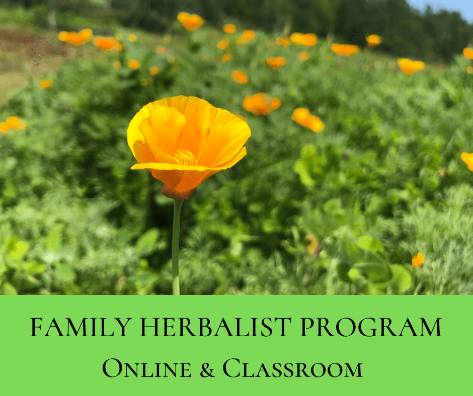 Family Herbalist Program Bear Roots Forest Education