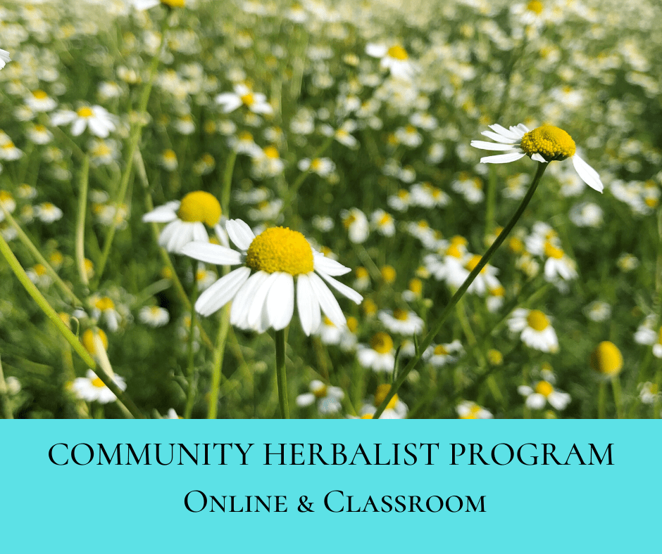 Community Herbalist Program ONLINE Bear Roots Forest Education