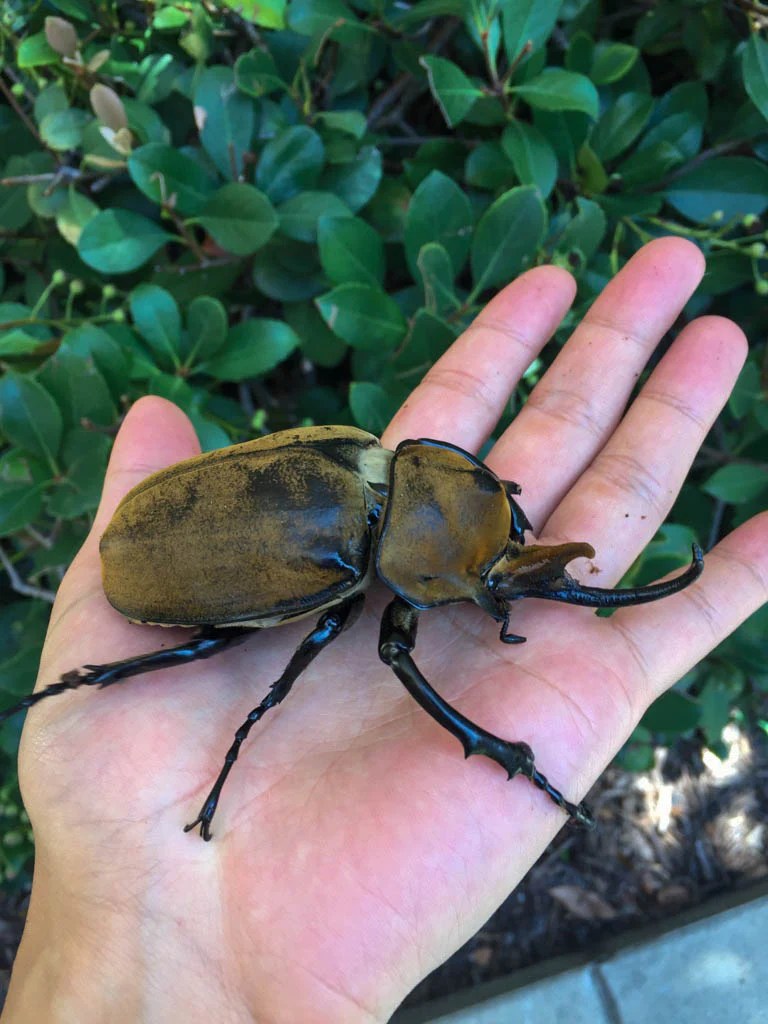 Elephant Beetle Education Moore Exotics