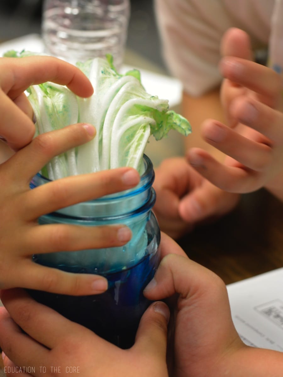 How Plants Absorb Water Experiment Education to the Core