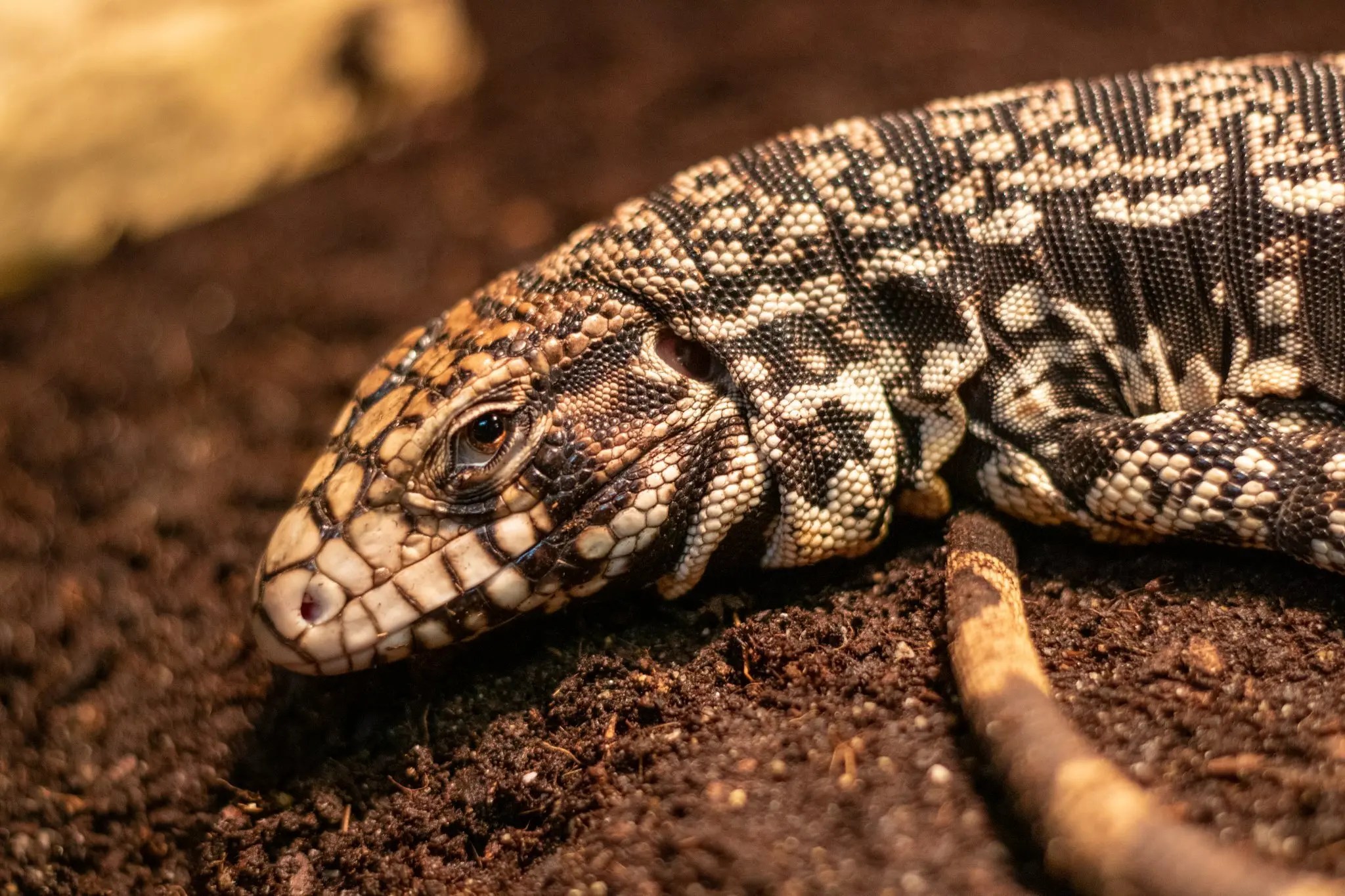 Refuge ville de Québec Éducazoo