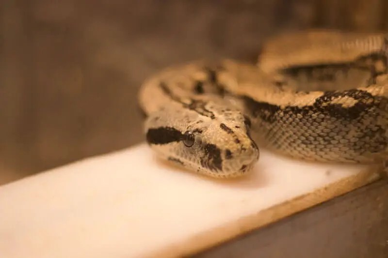 Refuge ville de Québec Éducazoo