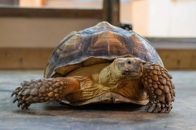 Refuge ville de Québec Éducazoo