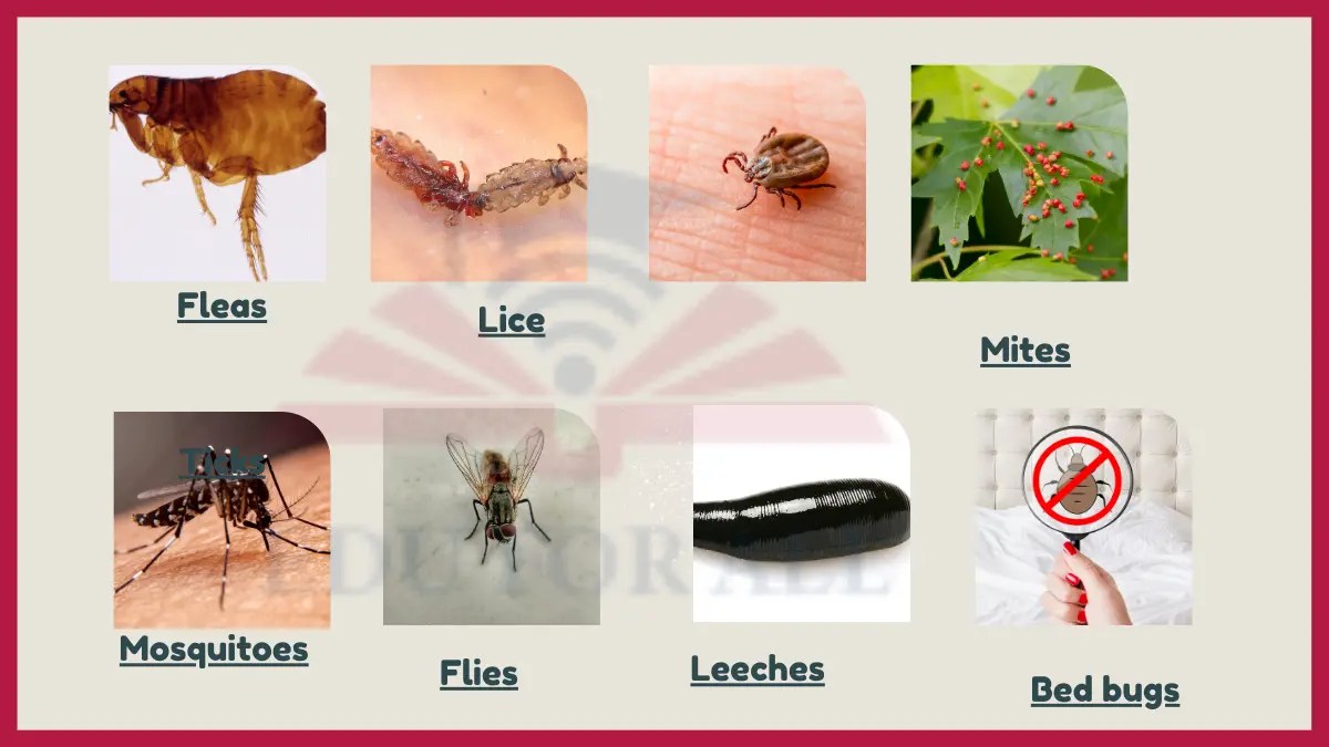 8 Examples of Ectoparasites