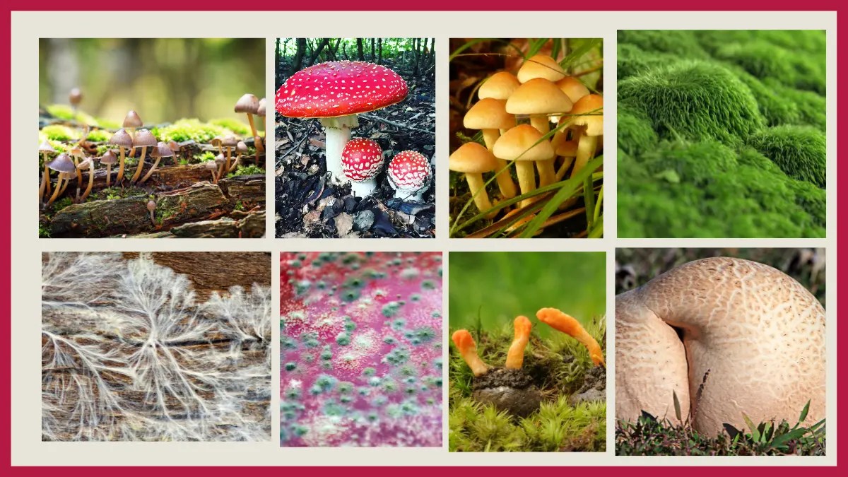10 Examples of Fungi