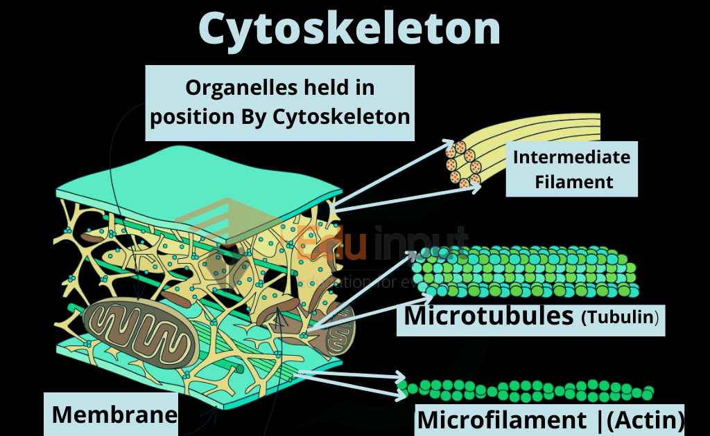 Microfilaments And Microtubules In A Plant Cell
