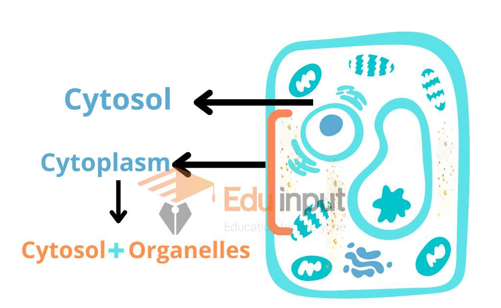 Cytosol Definition, Discovery, and Functions of Cytosol