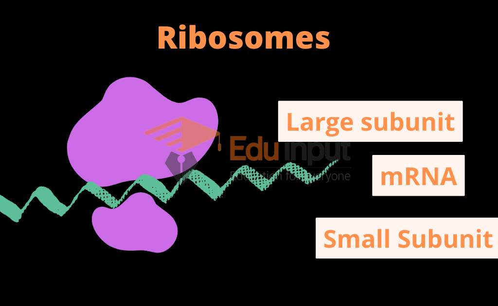 Ribosome Definition, Structure, Types and Functions of Ribosomes