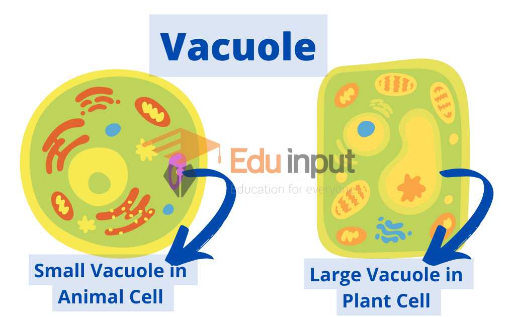 9 Differences Between Animal and Plant Cell