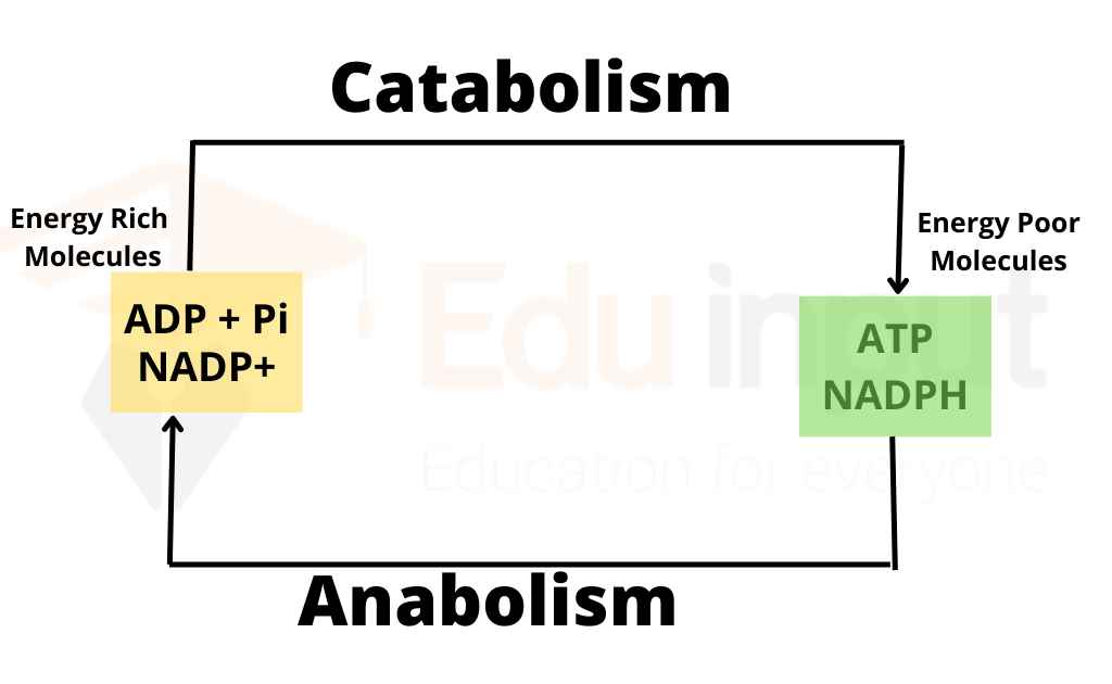 Metabolism Categories, Stages and Examples