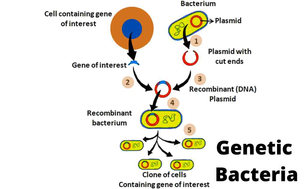 What are Transgenic Bacteria?Development Mechanism and Uses