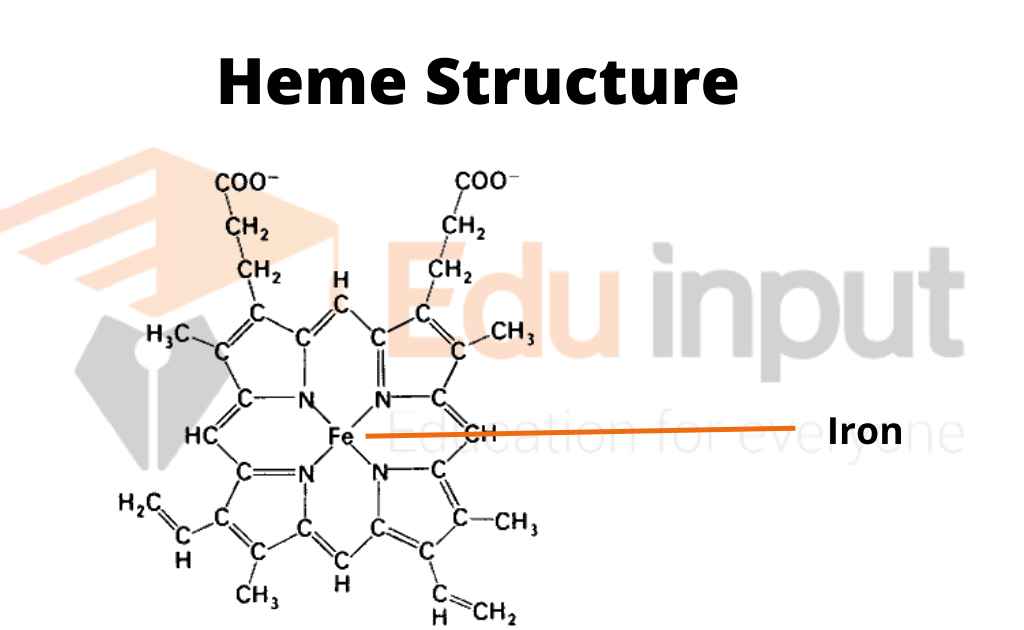 Types of Hemoglobin With Structure and Functions