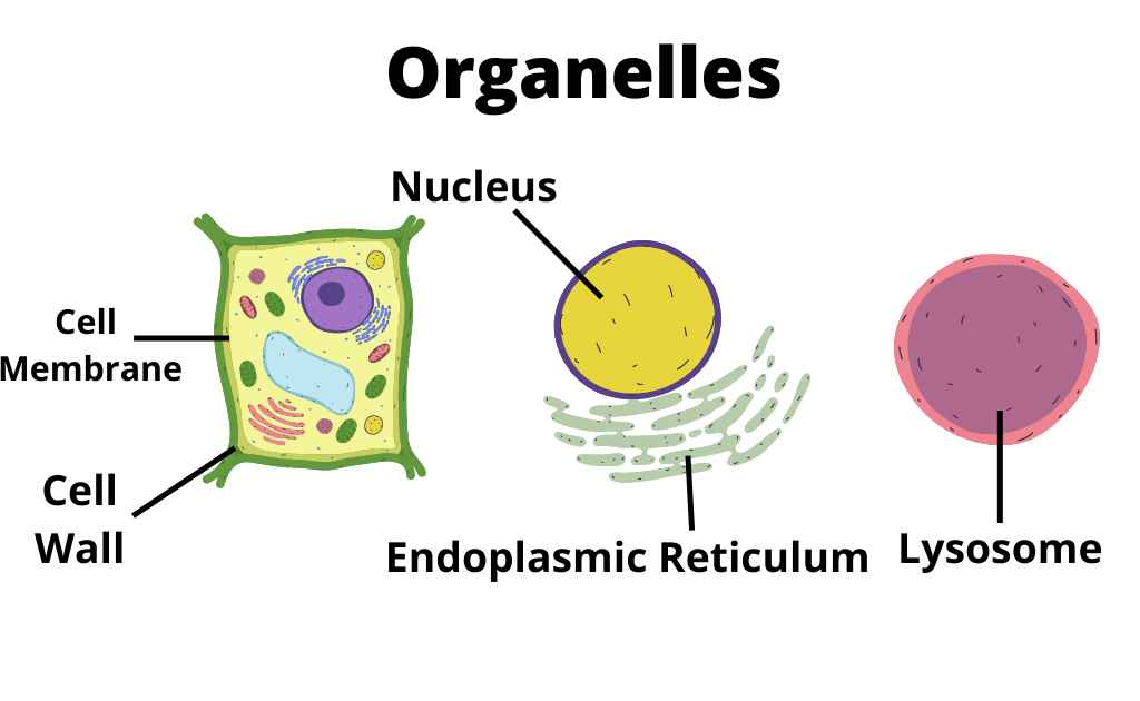 What is Organelle? Types and Functions Cell Organelles And Their
