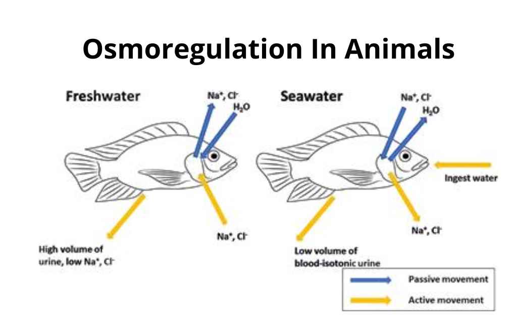 Osmoregulation In Animals Types Of Organisms Based On Water And Salt