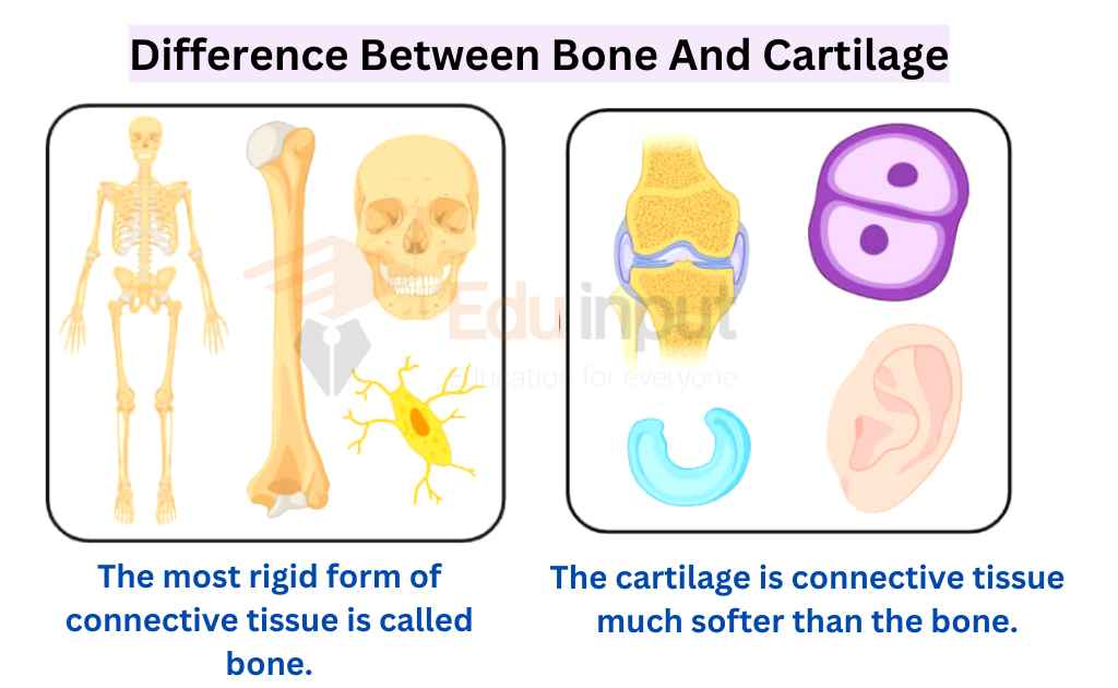 Difference Between Bone And Cartilage