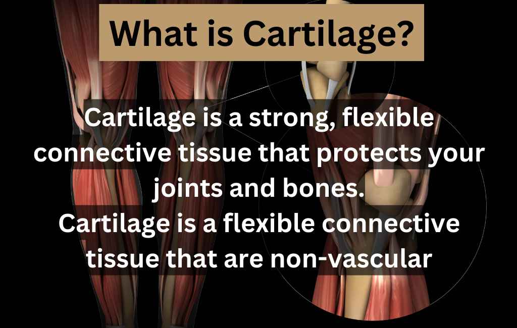 How Can I Increase My Cartilage Naturally at James Crider blog