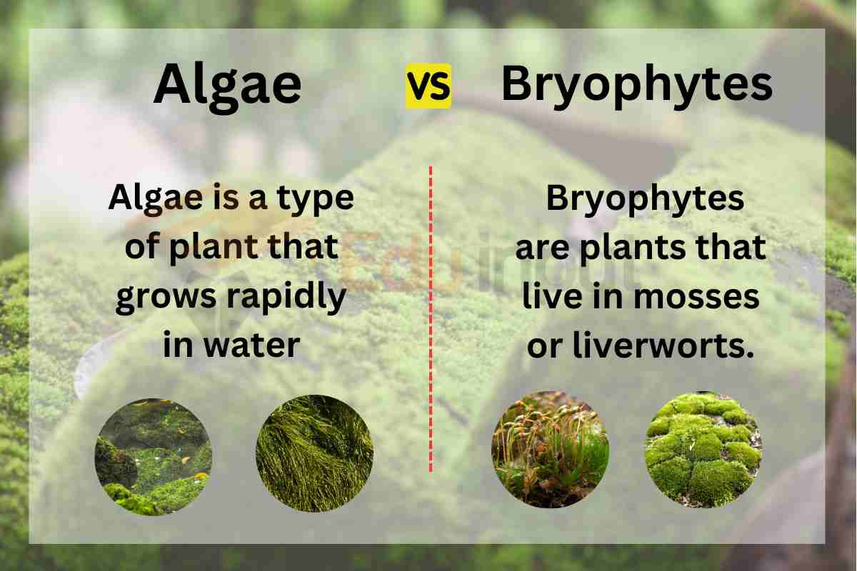 Difference Between Algae And Bryophytes